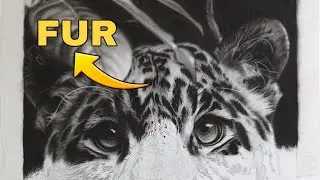 How to Draw Realistic FUR - Animal Drawing Part - 2