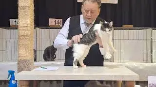 AJ, Blue and S'mores at the Springfield MO CFA Cat Show 6/21/25