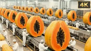 INSIDE a Modern Papaya Factory  | From Farm to Sweet Desserts (Full Process Revealed)