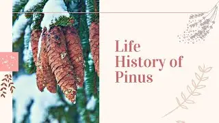 Embryogeny in Pinus