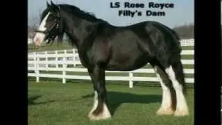 Rose x Cosmo - 2013 Black Gypsy Vanner Filly - 10 days old