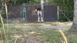 Okapi. A Rare Animal Found in Northeast Democratic of Congo