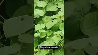 Pergularia daemia #climbers #odisha #mahanadi #river #medicinalplant