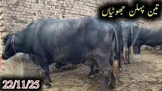 Neliravi three pehkan dojan jhotiyan for sel|نیلی راوی پہلن دوجن جھوٹیاں|earn from buffalo