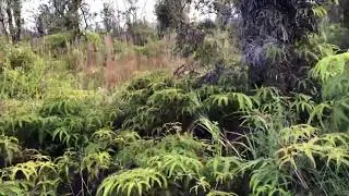 Fern Forest 3 acres Omeka East 311029115 2