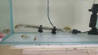 My baby veil tail oscars