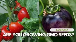 Are You Growing GMO Seeds?