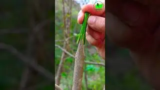 Grafting plants | New grafting techniques citrus plants grafting method ✓ #grafting #plant #shorts