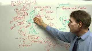 LT inducer and Autoreactive GCs