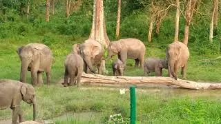 wild elephants at BUXA TIGER RESERVE.