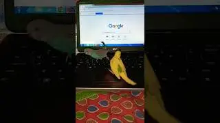 #prepare for government job training #pet #cute #funny bird typing laptop