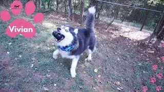 3 Year Old Husky Loves Kong Toys! | Husky Palace