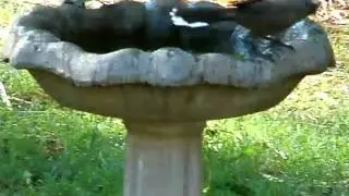 Babbler Birds, Australia