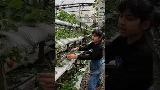 Camaron Highland Strawberry Garden