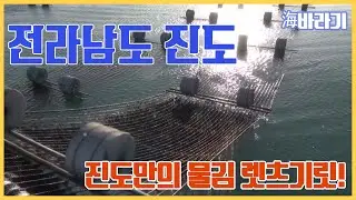 [海바라기] 전라남도 진도 물 김