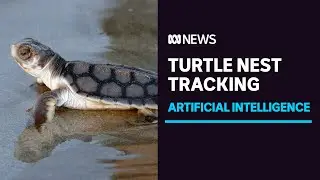 AI technology helps protect sea turtle nests from feral pigs in north Queensland | ABC News