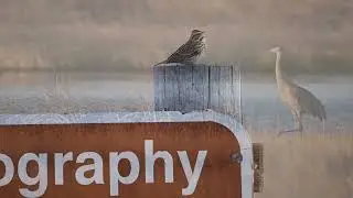 Birding at Malheur NWR and Ruby Lake NWR