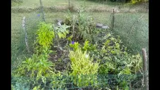 My little garden is still producing fruit - do not despise the day of small things