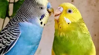 Love Birds | Australian Parrots | Budgies Breeding Pair | Budgies Family🦜🐦😘💕