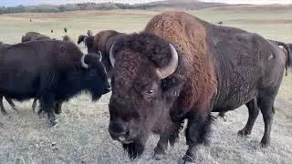 BIGTIME Bison Bulls in South Dakota (Kremer Buffalo)