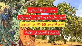 شجرة الزيتون كورونيكي لانتاج زيت الزيتون بكر ممتاز تنتج اكثر من 60 كلغ كم من شجرة الزيتون في الهكتار