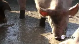 Reporter misses pigs' afternoon delight