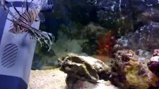Tribute for the now dead Lionfish, he had personality