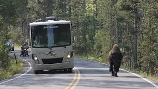 Animal on road