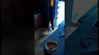 Dog steals pizza at night but gets caught by intercom 😂