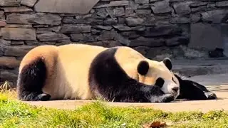 This Panda Is Living Its Best Life. 😄🐼| PANDA CUTE ALL DAY ✨