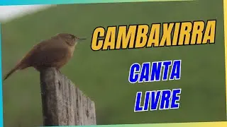 CAMBAXIRRA, pequena grande cantora. #passarocantando #birdsong #freebirds