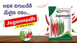JAGANNADH F1 Hybrid Chilli | Mahendra Seeds