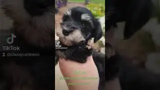 #puppy #baby #schnauzer #cute #dogs #pets #animals #omg #adorable #video #viral #YouTubeshort #love