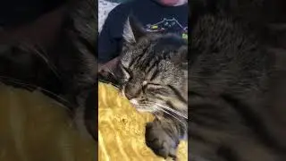 Cat making bread