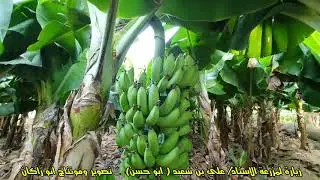 زيارة لمزرعة الاستاذ/ علي بن سعيد آل مغلف الخميس ( ٢٢ جماد الآخرة ١٤٤٢)