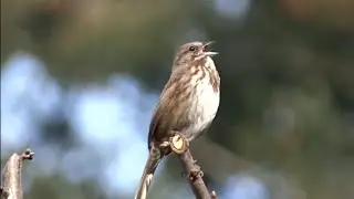 Song Sparrow Singing