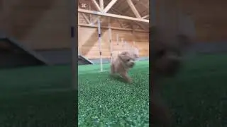 🐶👜Purse Dog in Action 💨✨🐾