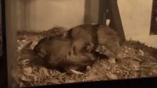 Gerbils