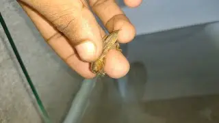 Does Mole cricket bite.