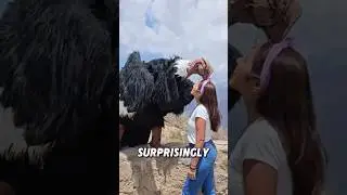 Andean Condor &ndash; The Largest Flying Bird in the World 🌍 | Biggest Birds on Earth #shorts #birds