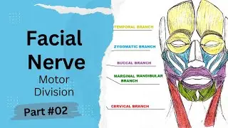 Facial Nerve MOTOR DIVISION