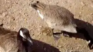 Canada Geese foraging
