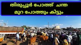തിരുപ്പൂർ പോത്ത് ചന്ത മുറ ക്രോസ് ഉൾപ്പടെ മികച്ച ചന്ത |thiruppur cattle market