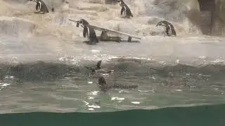 Humboldt Penguins in Mumbai Zoo #mumbai #zoo #nature #penguins #birds #animals #mumbaizoo #penguin 