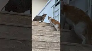 Некуда бежать 😼 #cat #юмор #приколысживотными #котики #animal #life #смешныеживотные