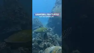 Endangered Hawksbill Sea Turtle | Incredible Dive Footage Thailand 🐢