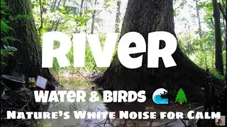 River : Nature’s White Noise for Calm: 4K ASMR Water & Birds 🌊🌲#nature #relaxation #asmr