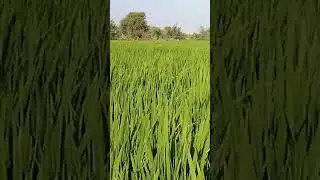 أهم 3وصايا لمحصول الأرز خلال شهر يوليو