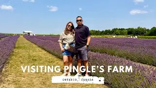 Visiting Pingle's Farm 🇨🇦 [Sunflower, Lavender & Blueberry Picking] | WalterNei