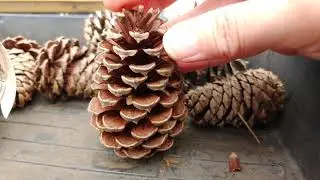 All about Pine Trees